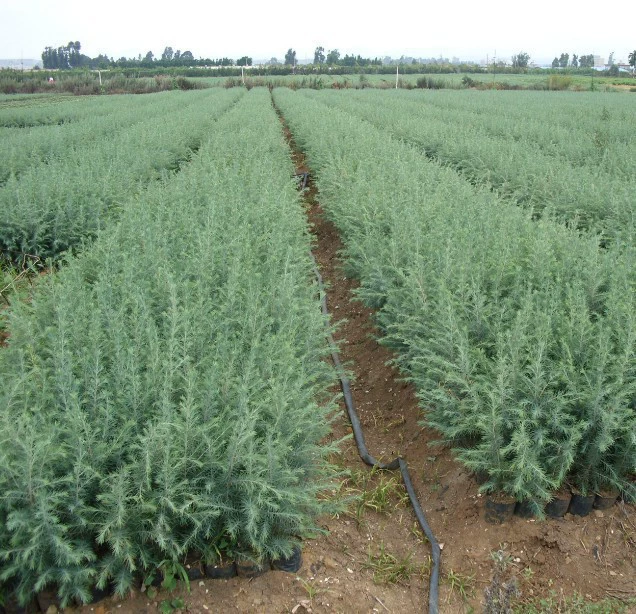 Саженцы кедра Саженцы Черной Сосны Саженцы белой сосны Саженцы кедра