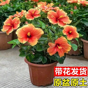 ��ɣ�������ذ�ľ�Ȼ������ļ��_���ܾGֲ�������̨ͥԺ�ͺ����B