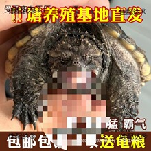 ����С���������������͹��ӷ�ʳ���ˮ����������С��÷����