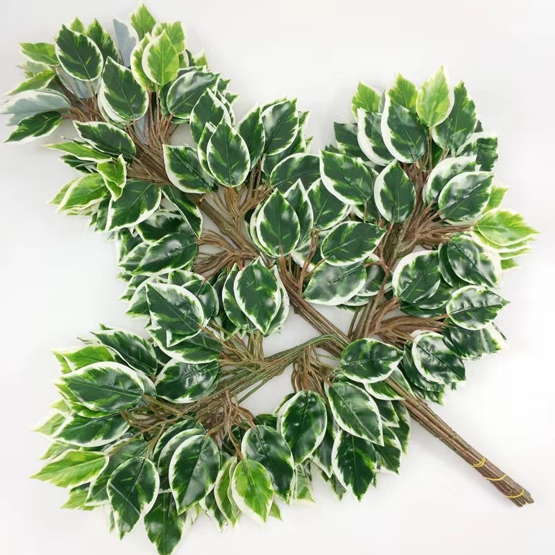 Ruban bord blanc Banyan Branche