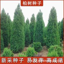 【跨境供货】柏树种子塔柏松柏种子桧柏洒金柏侧柏松树圆柏种籽龙