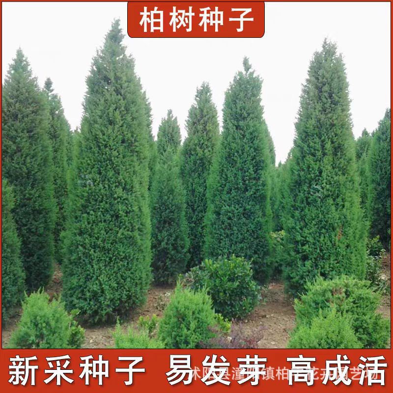 【跨境供货】柏树种子塔柏松柏种子桧柏洒金柏侧柏松树圆柏种籽龙
