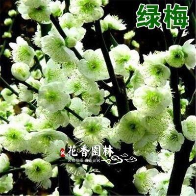 청매화 2cm두께 [그해에 피는 것]