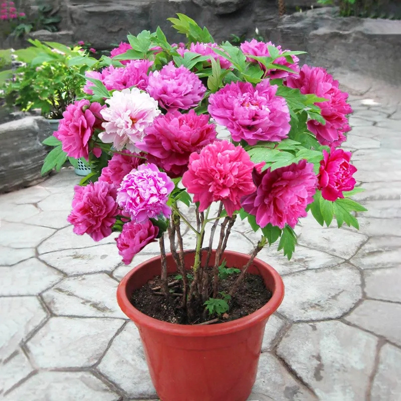 牡丹花苗盆地栽大苗正宗洛阳菏泽带花苞芍药花种鲜花重瓣花卉树苗