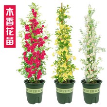 四季甜蜜黄木香花苗爬藤植物庭院阳台浓香白红木香花盆栽攀爬花卉