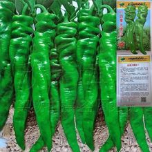 一代杂交香辣螺丝椒种子高产特大辣椒籽阳台盆栽农家菜园蔬菜种子