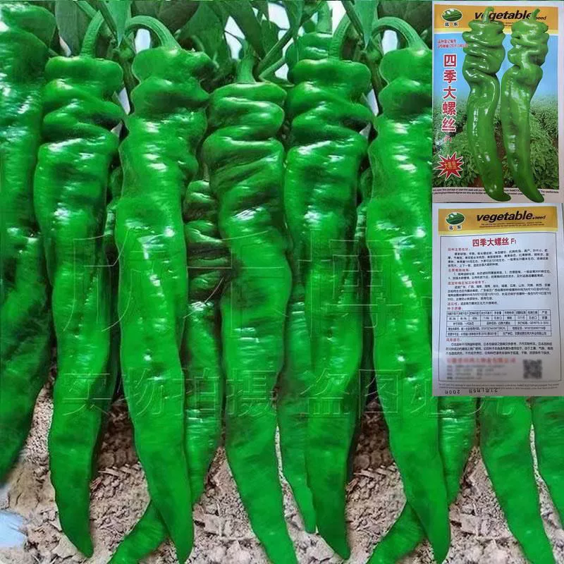 Первое поколение гибридных острых винтовых семян перца с высокой урожайностью очень большие Семена Чили балкон горшечные фермы садовые Овощные семена