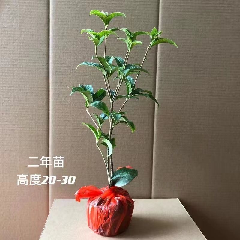 1.2 작은 묘목 [그해에 꽃이 핀다]