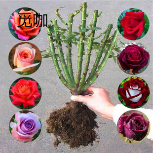 9.9 Yunnan Kunming Rose Seedlings Old Stump 3 Red Rose Old Root Rose Seedlings Blooming in All Seasons Fragrant Florals