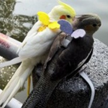 新型の越境ペットのオウムの飛行紐は超軽量です。|undefined