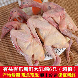鸽子新鲜肉现杀乳鸽生鲜6只批发农家散养老三年土鸽月子煲汤混批