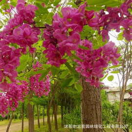 批发基地香花槐 园林绿化红花槐树苗嫁接 观赏造景植物毛洋槐刺槐