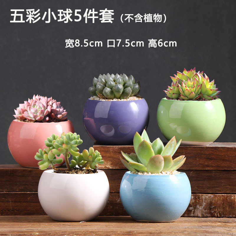 Macetas suculentas oferta especial maceta de cerámica creativa para plantas de carne liquidación venta al por mayor maceta de cerámica directa de fábrica