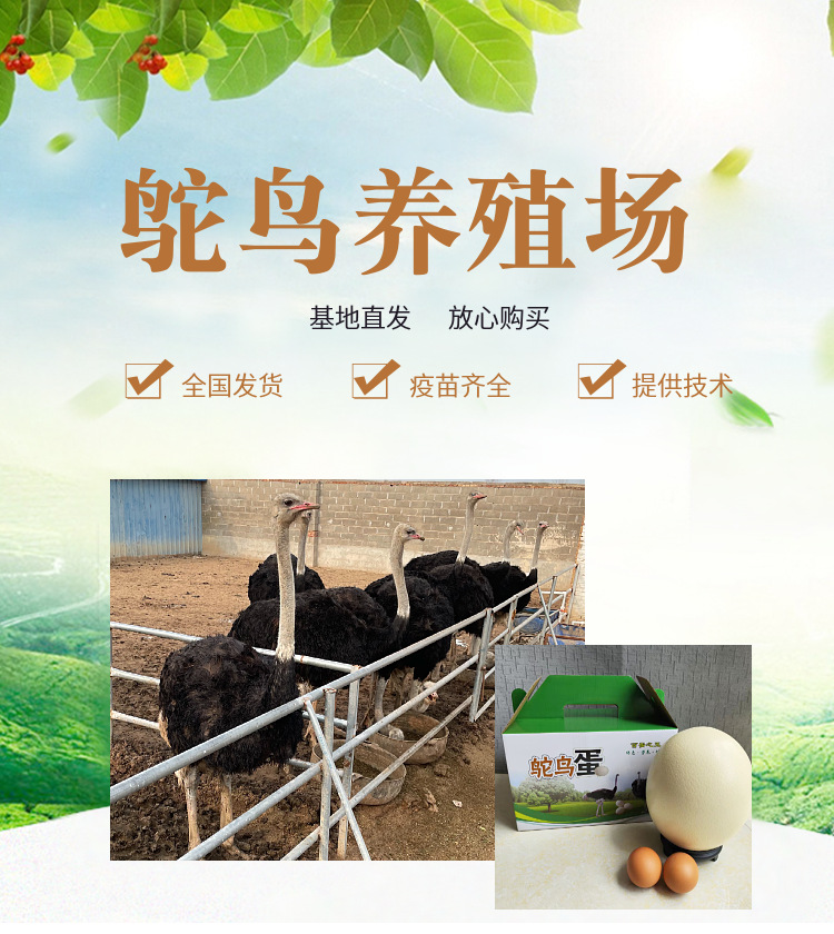 O1CN01iaIniE1k00e7sy3yk_!!3564