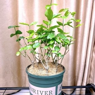 Flower Pot Coconut Shredded Pavement Pine Scales Plant Pavement Beautification Coconut Flower Pot Hanging Basket Orchid Planting Automatic Absorbent Flower Pot