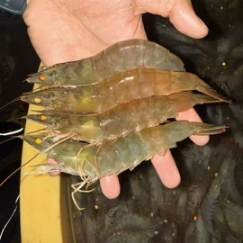 虾类;鱼类;鲜活水产