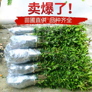绿植金桂桂花苗八花树苗好养的苗原生植树节绿化苗桂花浓香型
