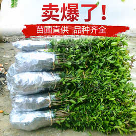 绿植金桂桂花苗八花树苗好养的苗原生植树节绿化苗桂花浓香型