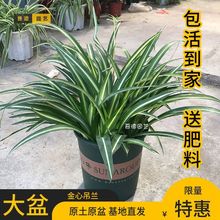 大盆金心吊兰绿植植物盆栽花卉土培水养室内外好养净化空气吸