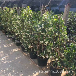 Outdoor Climbing Plant Windmill Jasmine Flower Potted Silver Jasmine Italian Stone Evergreen and Strong Fragrance All Year Round