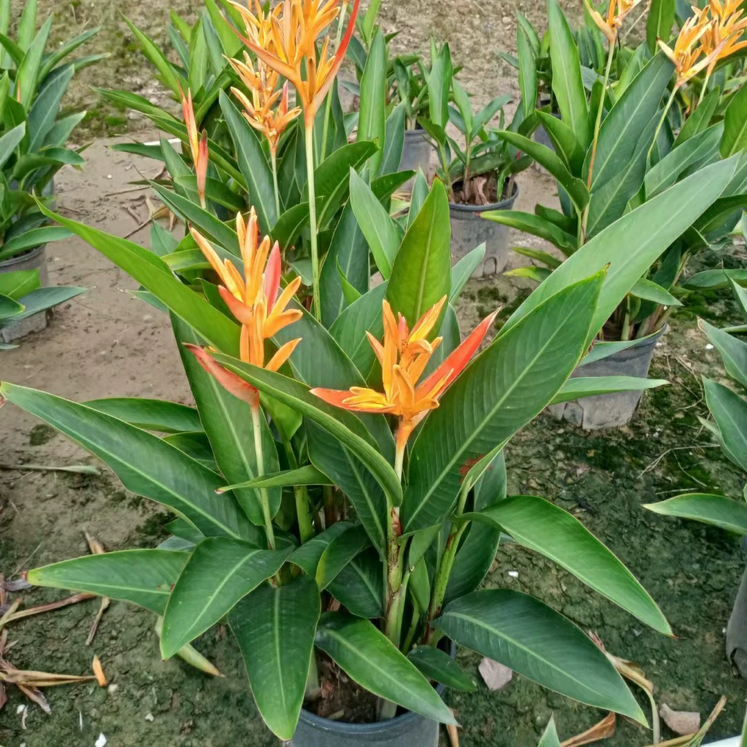 2309 Питомник поставляет лунную тень птицы банановый горшок цветочный период