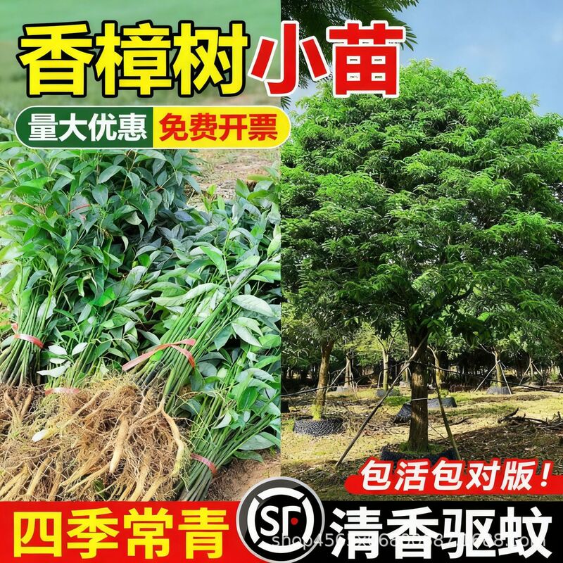 Camphor Tree Saplings for Engineering Projects, Street Trees for Greening, Evergreen All Year Round, Suitable for Planting in Northern and Southern Gardens, Small-Leaf Camphor Trees