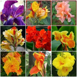 Canna Bulbs Are Easy to Grow Florals in All Seasons, Potted Outdoor Courtyard Ground Plants, Flower Seedlings, Perennial Rhizomes with Buds
