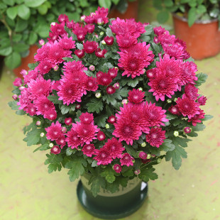 �ջ����Ժ��m�ձ��軨�����B�׻��҃������̨ͥԺǧ�^�ջ��ܾGֲ