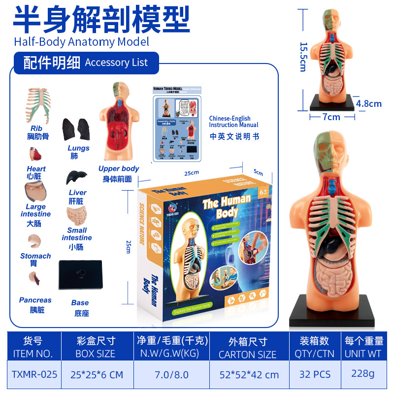 Modelo del cuerpo humano, juguetes educativos STEM para niños, modelo de anatomía humana desmontable, reconocimiento de órganos, fabricante, venta al por mayor image 35