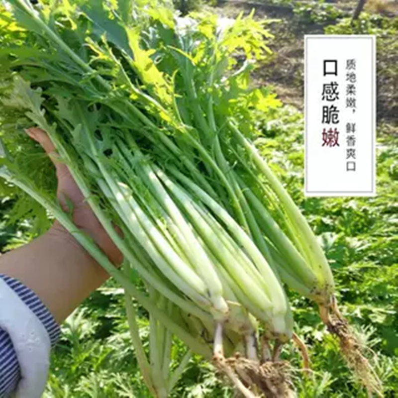 【Sf Express】Fresh Snow Cabbage with Thin Leaves, Pickled Vegetables, Sour Pickles