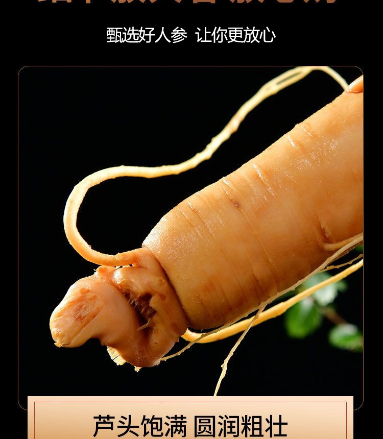 Fresh Changbai Mountain Ginseng Ren Shen Whole Root for Wine Infusion and Soup Making Gift Box quality and texture