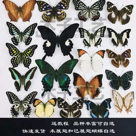 A-品相真蝴蝶标本未展翅原蝶杂蝶昆虫幼儿园教学收藏摄影道具批发