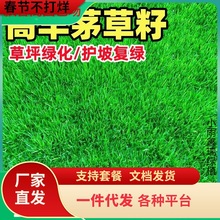 一件代发高羊茅草籽耐寒草坪种子四季青护坡绿化黑麦草早熟禾耐践