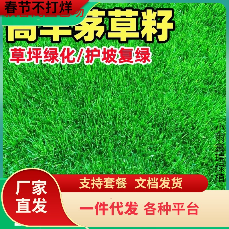 一件代发高羊茅草籽耐寒草坪种子四季青护坡绿化黑麦草早熟禾耐践