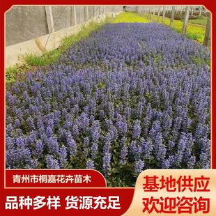 Base Supply of Landscaping Plants, Purple-Flowered Grass, Rose-Red Grass, Ground Cover Plants, Ornamental Florals