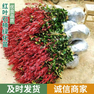 һ�����l�t�~ʯ骾G���� �ļ�����ͥԺ�G����ľ ����t�_�e�t�~ʯ