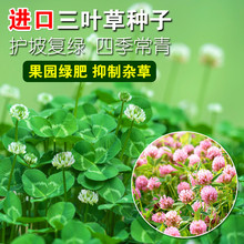 【工程批发进口红白三叶草种子】花籽四叶草幸运草坪牧草籽多年生