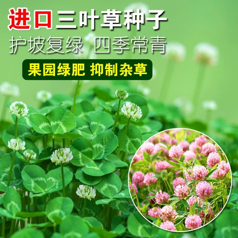 [Инжиниринг оптом импортированные семена красного и белого клевера] семена цветов четырехлистный клевер счастливый газон выпаса семян трав многолетних