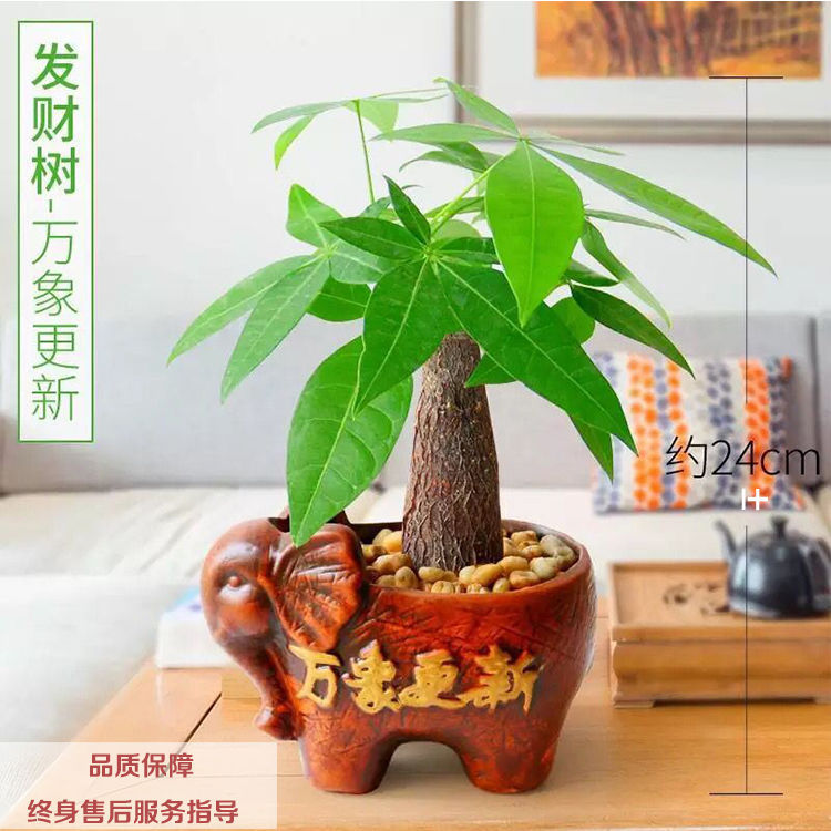 Pachira Lucky Tree Potted plant a living room Office desktop Green plant Small bonsai formaldehyde purify atmosphere Botany