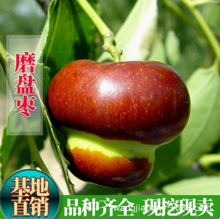 ���J���������մ�������ϱ����Nֲ������Ե��Թ����箔��Y��