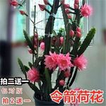 花卉大全令箭荷花昙花大花重瓣耐热带根苗红黄紫多色花卉绿植威东