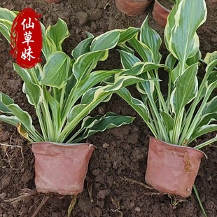 Hosta Flower Viewing, Flower Viewing and Foliage Viewing, Shade-Tolerant Perennial Plant, Purple Flower Hosta, Variety Hosta, Large Gold Edge Hosta