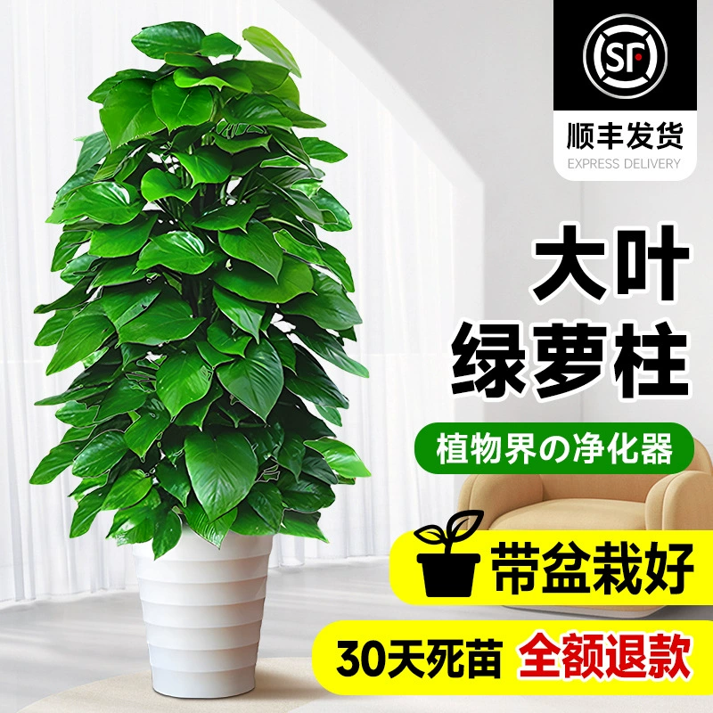 Крупнолистовое зеленое растение в горшке с редисом поглощает формальдегид, большое зеленое растение в помещении, чтобы привлечь богатство и процветание, офисная зеленая редька, гостиная легко поддерживать в порядке.