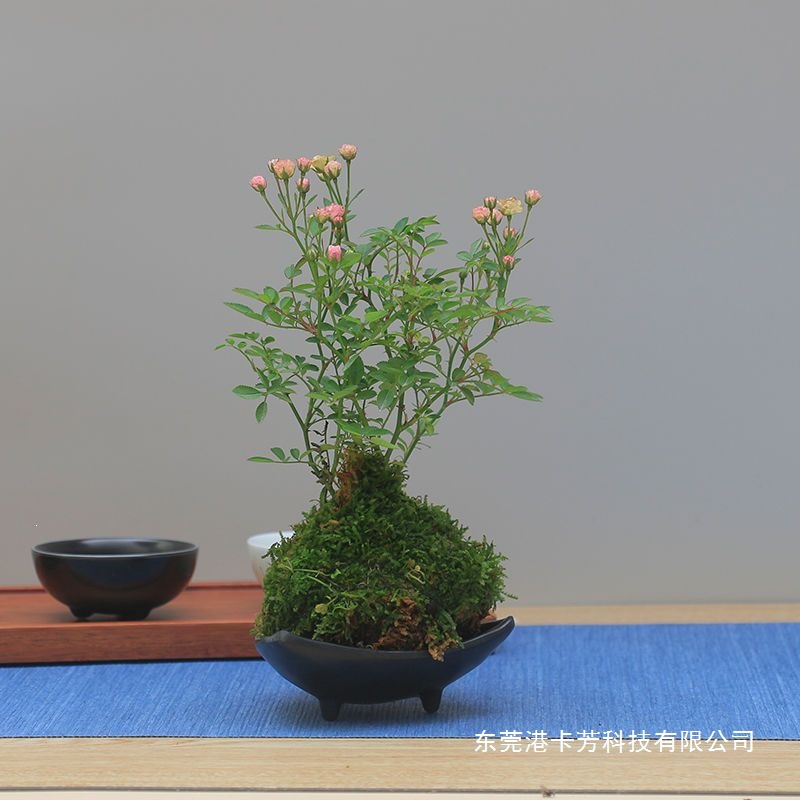 苔藓球米竹观音竹凤尾竹苔玉球禅意盆栽月季微型盆景镜面草佛肚竹