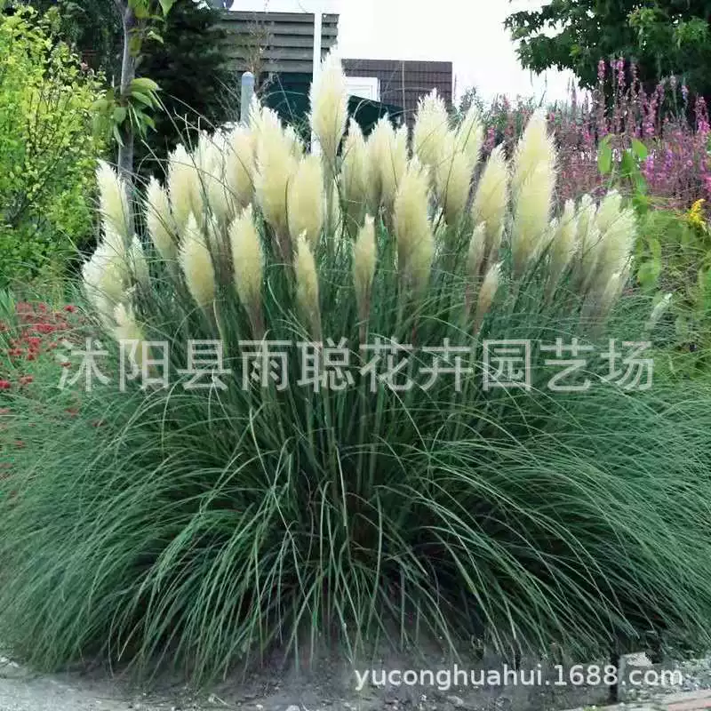 Оптовые продажи семян пампасной травы, семян серебристой тростника, семян холодостойкой травы, декоративной пампасной травы.