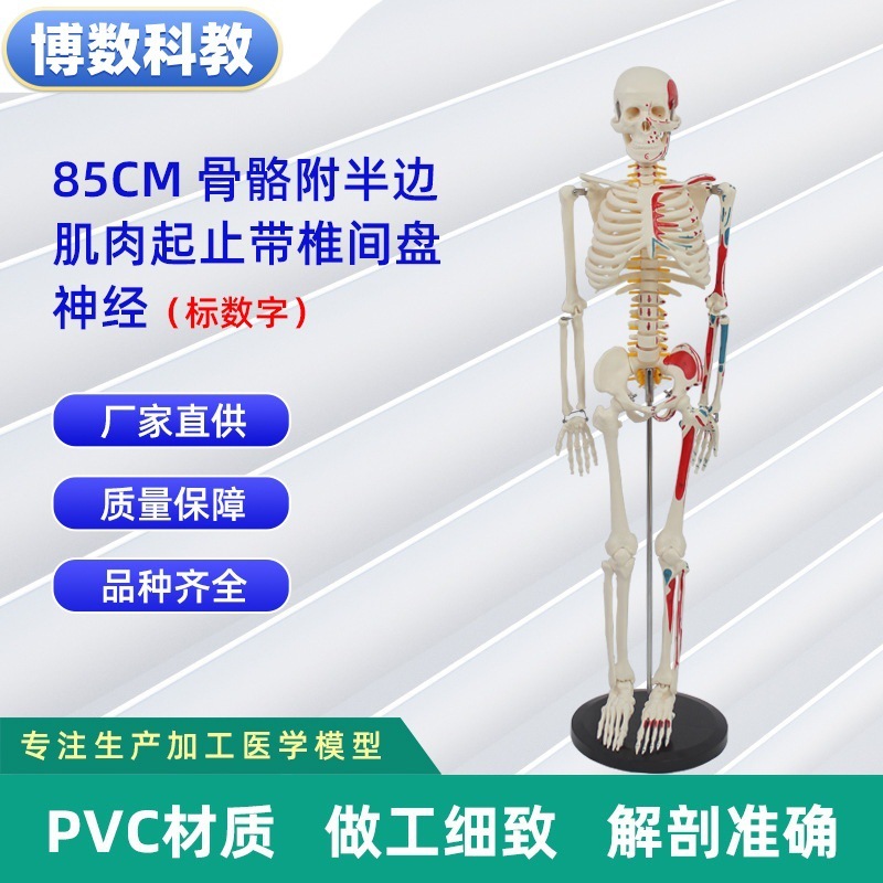 跨境玩具早教人体器官骨骼模型套装科教中小学生DIY组装儿童益智|undefined