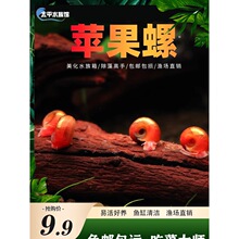 苹果螺除藻螺观赏螺鱼缸清洁螺吃藻螺清洁螺除藻工具螺淡水冷水螺