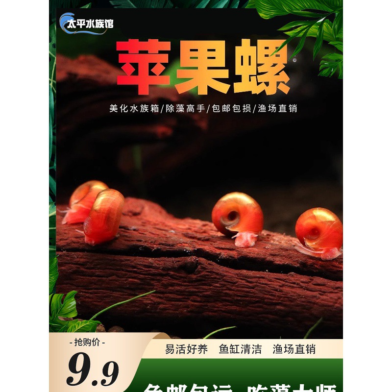 苹果螺除藻螺观赏螺鱼缸清洁螺吃藻螺清洁螺除藻工具螺淡水冷水螺