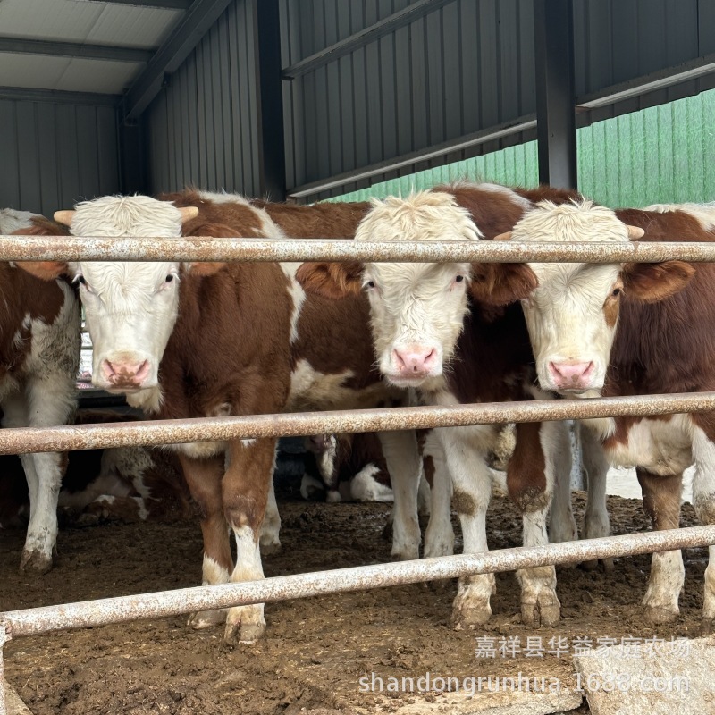 哪里卖鲁西黄牛苗 西门塔尔牛苗 夏洛莱牛苗 利木赞牛改良肉牛