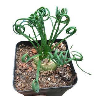 ���ɲ݌���2-3cm��� ����ֲ����Ȥֲ��K�����҃���Gֲ����